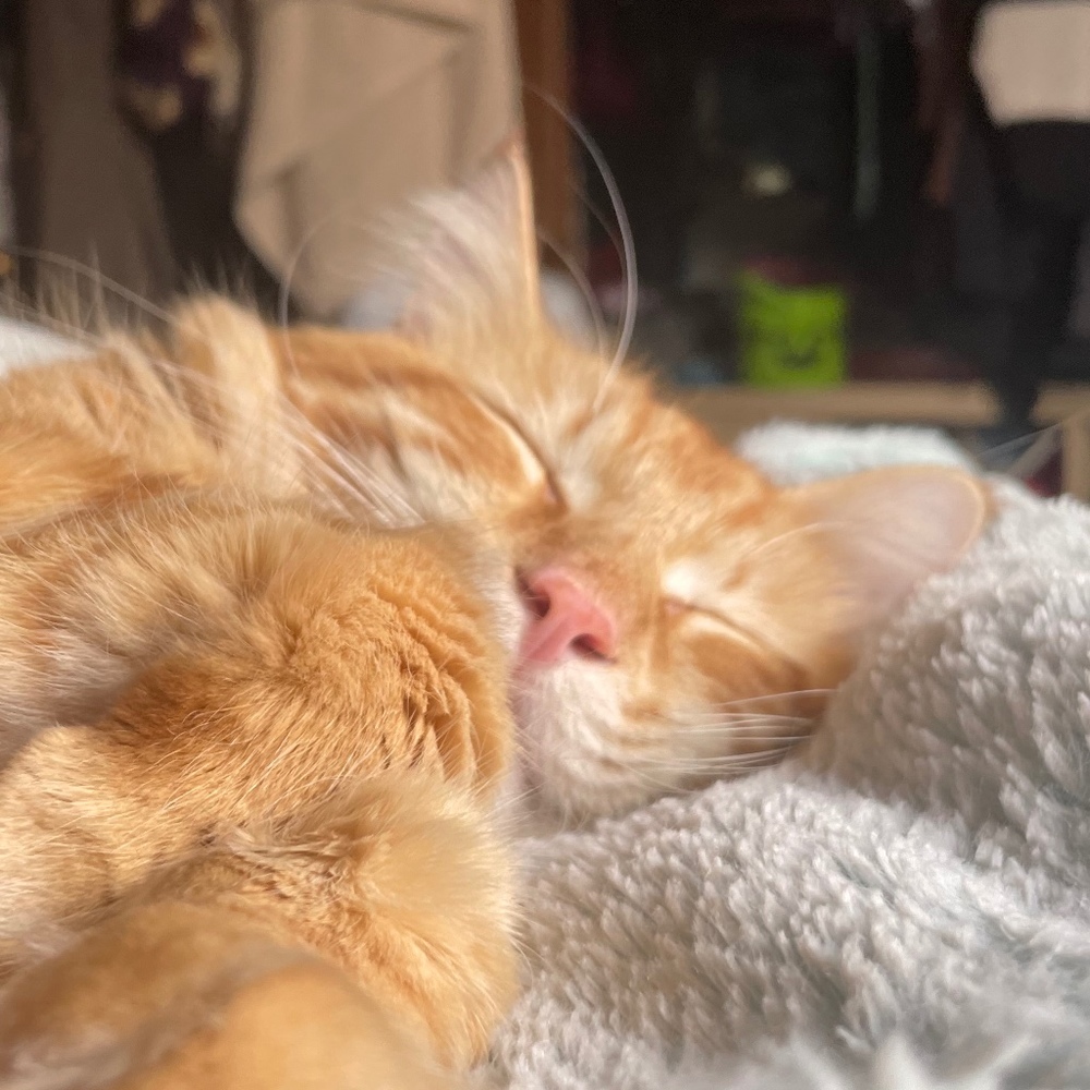 Meet your Posher, Madeline